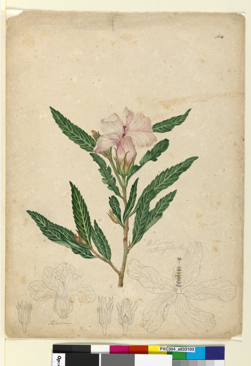 Page 104. Hibiscus heterophyllus，c.1803-06（wc，钢笔，墨水和铅笔） 作者 约翰·威廉·莱温