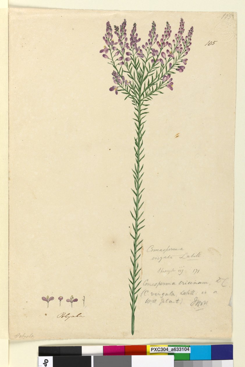 Page 105. Comesperma ericinum，c.1803-06（wc，钢笔，墨水和铅笔） 作者 约翰·威廉·莱温
