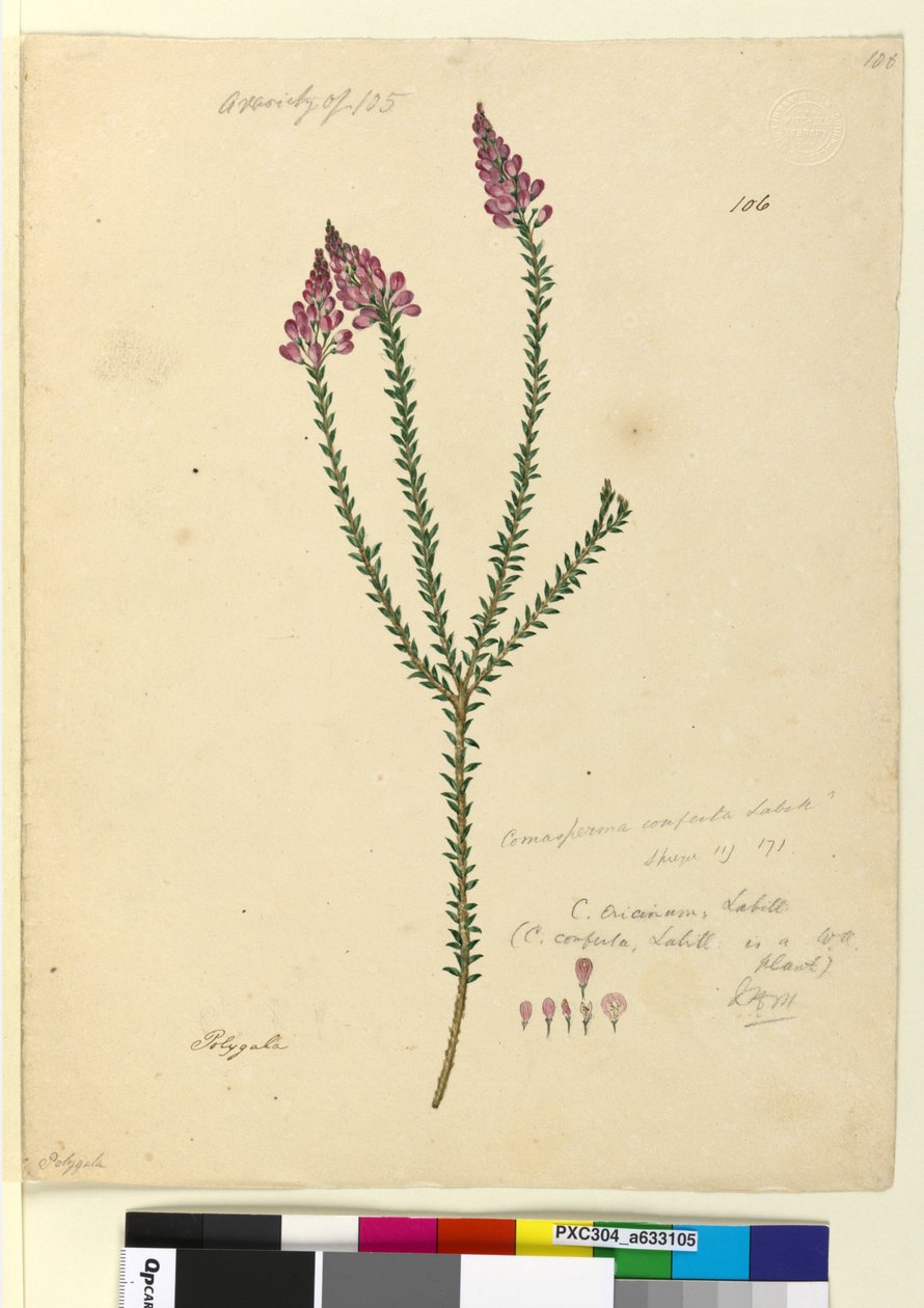 Page 106. Comesperma ericinum，c.1803-06（wc，钢笔，墨水和铅笔） 作者 约翰·威廉·莱温