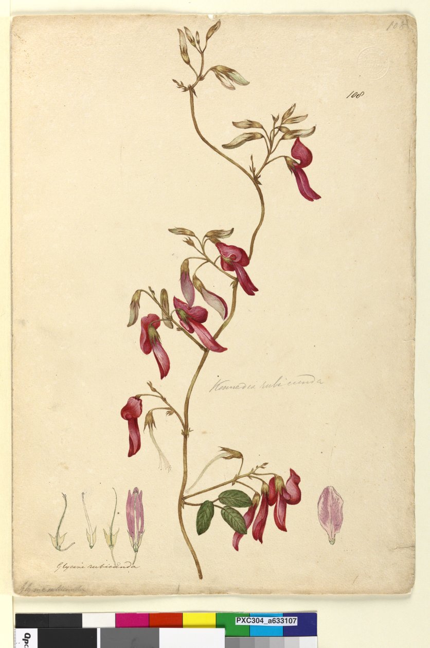 第108页.Kennedia rubicunda，c.1803-06（wc，钢笔，墨水和铅笔） 作者 约翰·威廉·莱温