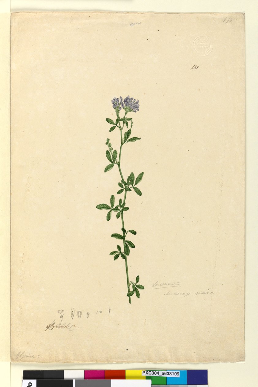 Page 110. Medicago sativa，c.1803-06（wc，钢笔，墨水和铅笔） 作者 约翰·威廉·莱温