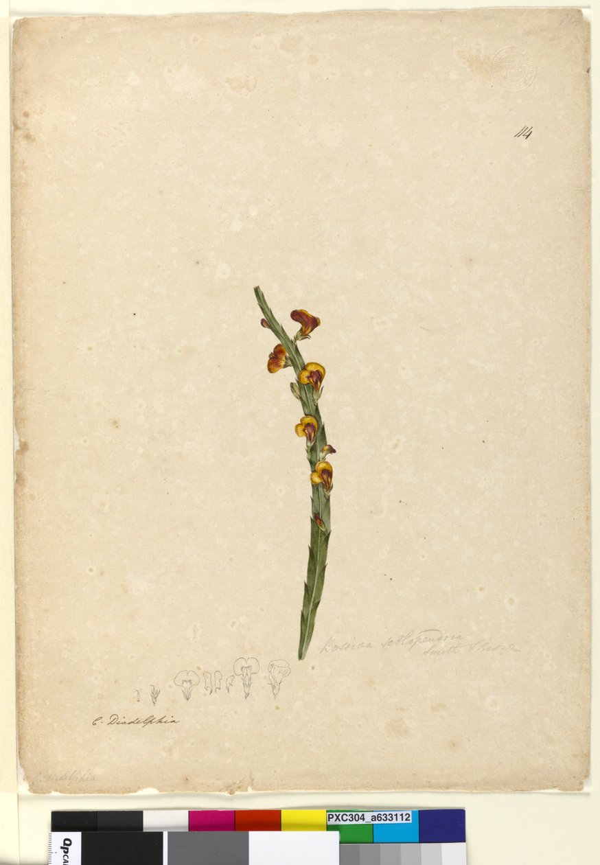 Page 114. Bossiaea scolopendria，c.1803-06（wc，钢笔，墨水和铅笔） 作者 约翰·威廉·莱温
