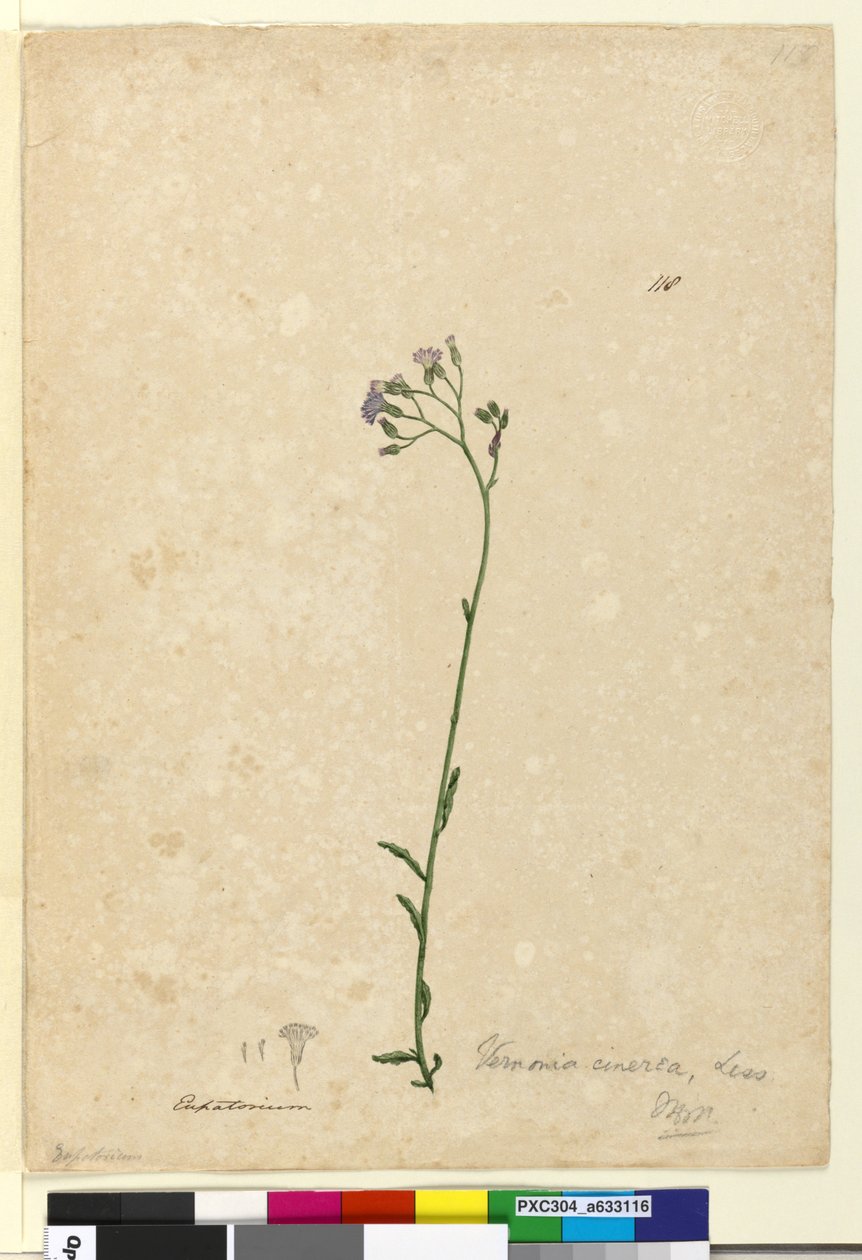 Page 118. Vernonia cinerea，c.1803-06（wc，钢笔，墨水和铅笔） 作者 约翰·威廉·莱温