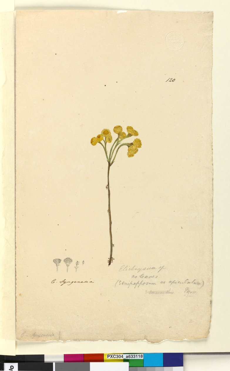 Page 120. Elichrysum，c.1803-06（wc，钢笔，墨水和铅笔） 作者 约翰·威廉·莱温