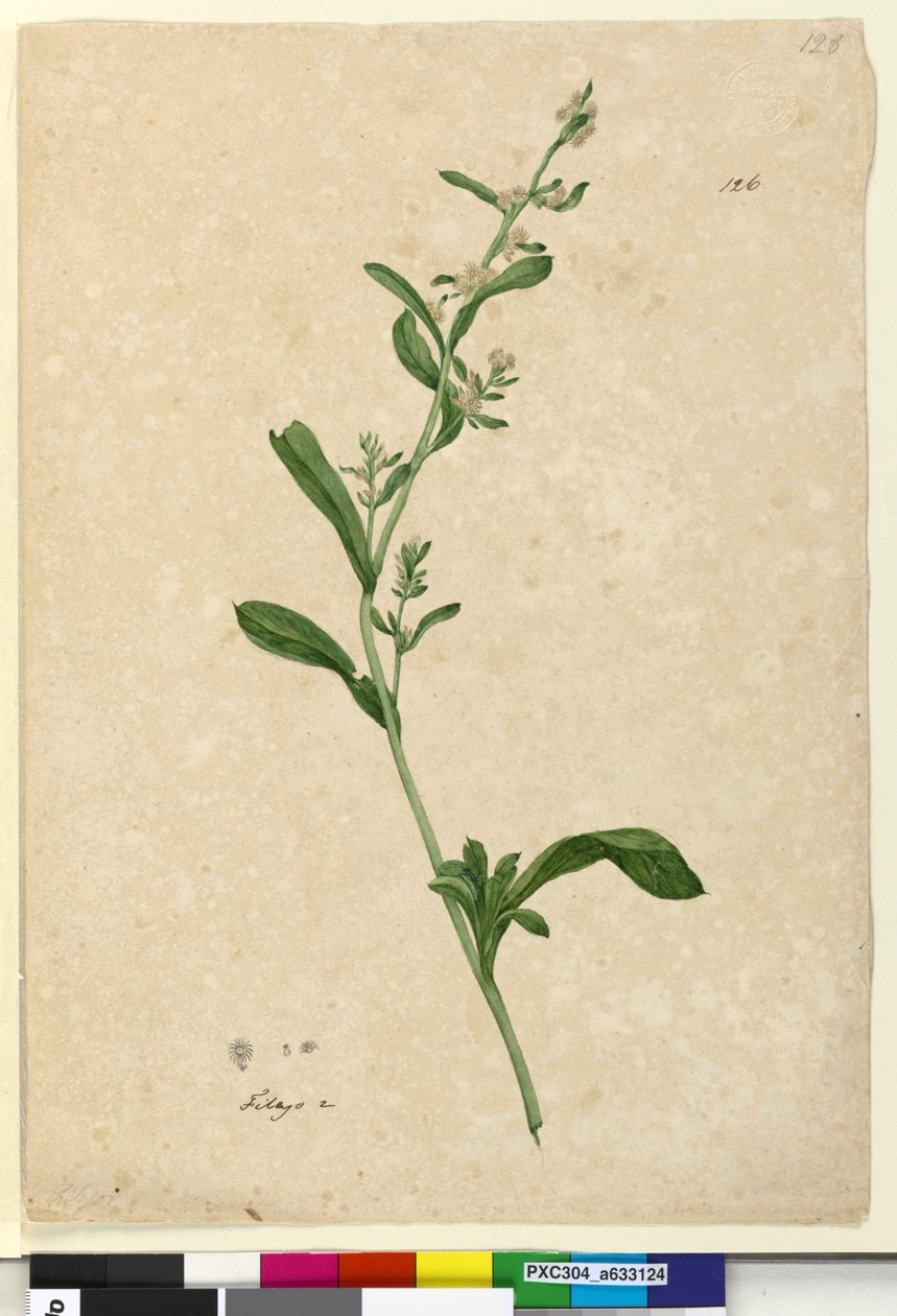 Page 126. Filago，c.1803-06（wc，钢笔，墨水和铅笔） 作者 约翰·威廉·莱温