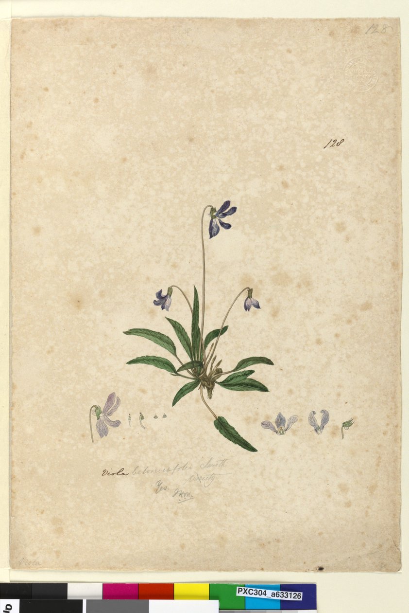 Page 128. Viola betonicifolia，c.1803-06（wc，钢笔，墨水和铅笔） 作者 约翰·威廉·莱温