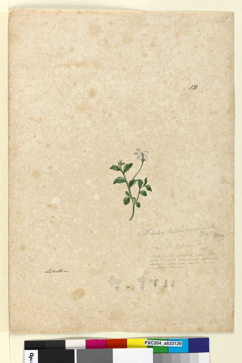 Page 131. Lobelia purpurascens，c.1803-06（wc，钢笔，墨水和铅笔） 作者 约翰·威廉·莱温