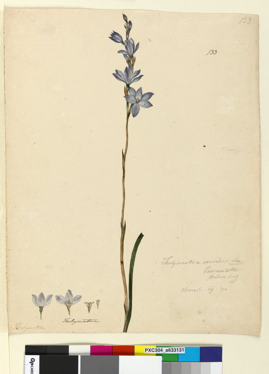 Page 133. Thelymitra ixioides，c.1803-06（wc，钢笔，墨水和铅笔） 作者 约翰·威廉·莱温
