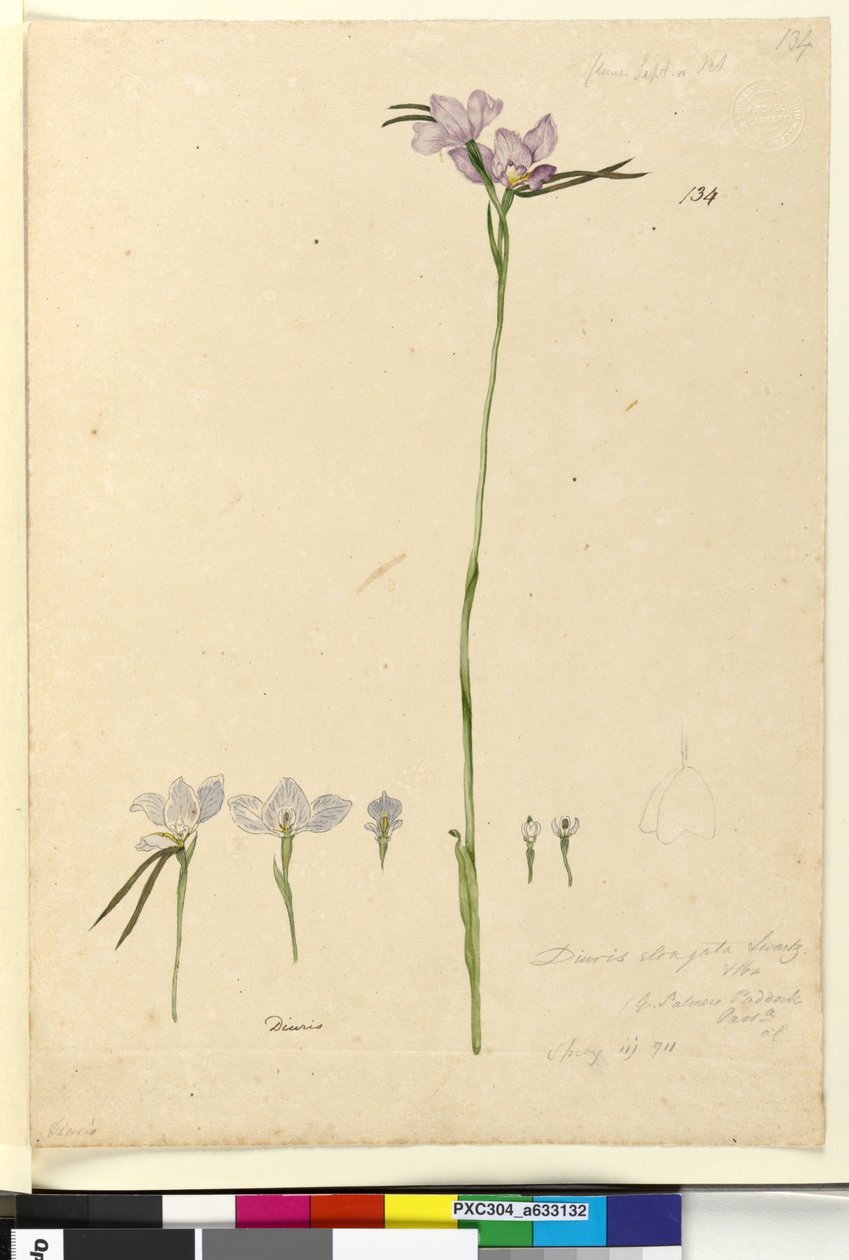 Page 134. Diuris elongata，c.1803-06（wc，钢笔，墨水和铅笔） 作者 约翰·威廉·莱温