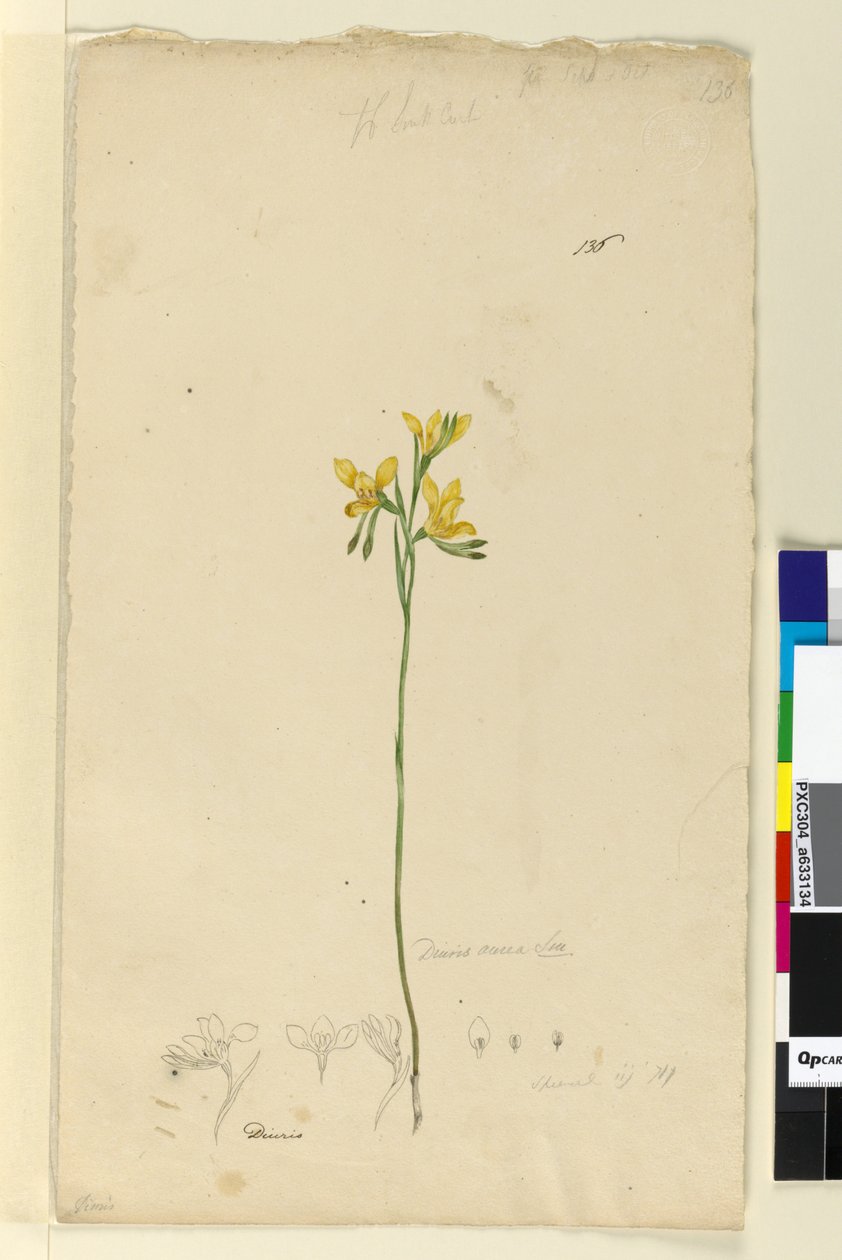 Page 136. Diuris aurea，c.1803-06（wc，钢笔，墨水和铅笔） 作者 约翰·威廉·莱温