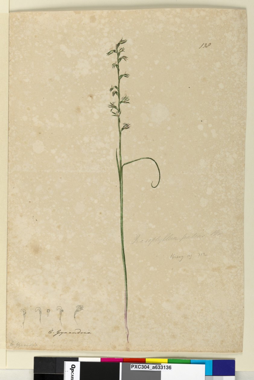 Page 138. Prasophyllum patens，c.1803-06（wc，钢笔，墨水和铅笔） 作者 约翰·威廉·莱温
