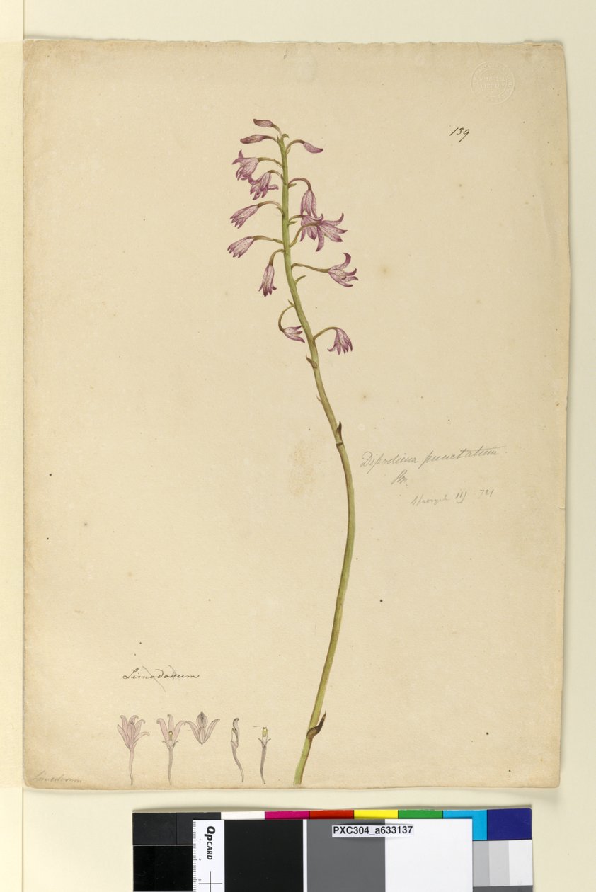Page 139. Dipodium punctatum，c.1803-06（wc，钢笔，墨水和铅笔） 作者 约翰·威廉·莱温