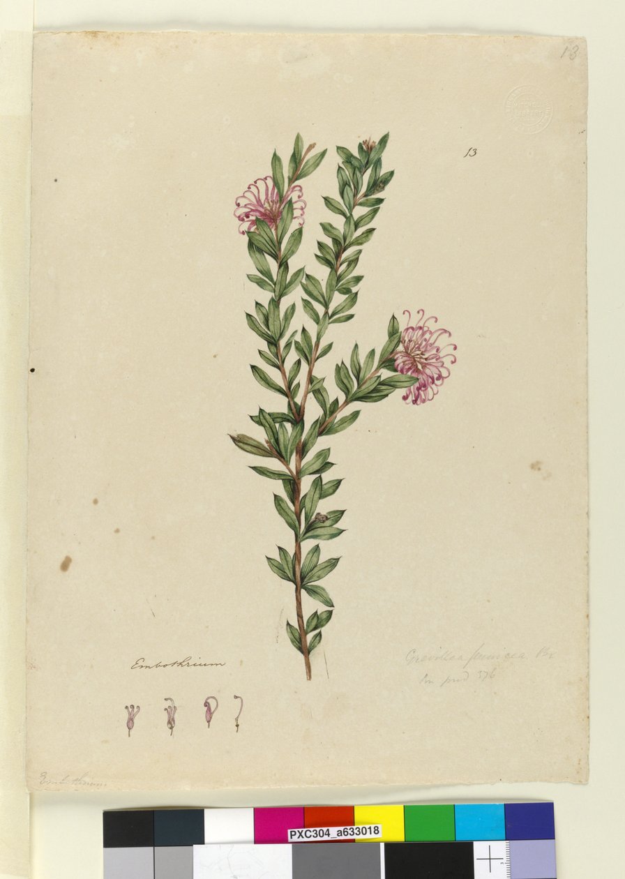 第13页.Grevillea punicea，c.1803-06（wc，钢笔，墨水和铅笔） 作者 约翰·威廉·莱温