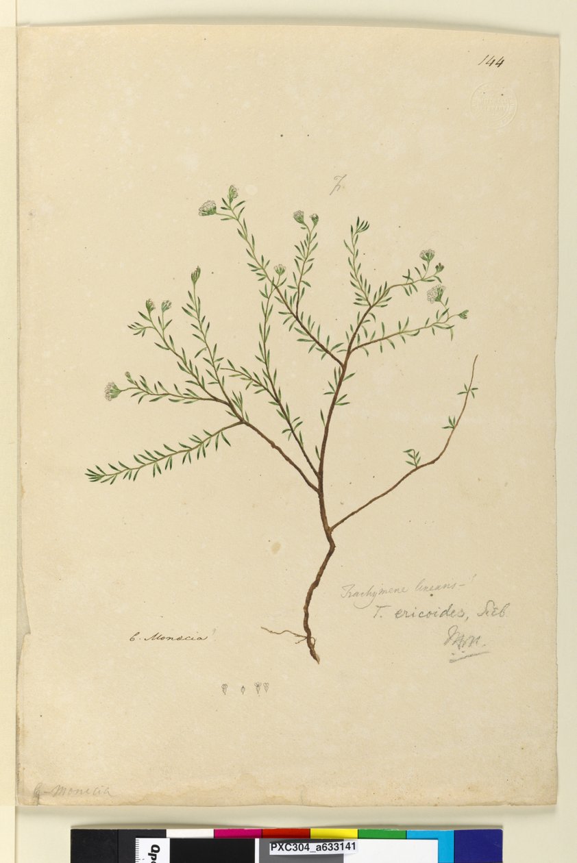 Page 144. Trachymene linearis，c.1803-06（wc，钢笔，墨水和铅笔） 作者 约翰·威廉·莱温
