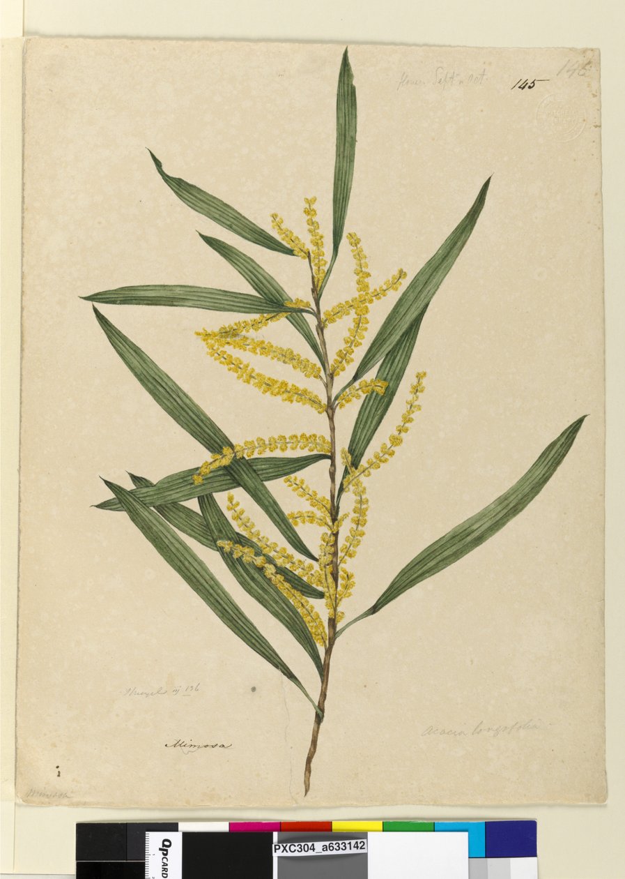 Page 145. Acacia longifolia，c.1803-06（wc，钢笔，墨水和铅笔） 作者 约翰·威廉·莱温