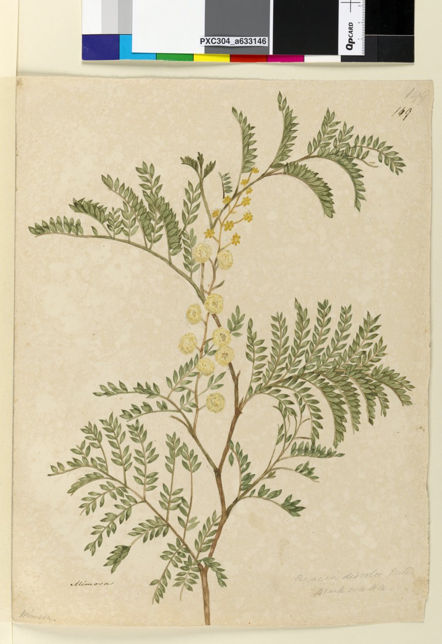 第149.金合欢discolorAcacia terminalis，c.1803-06（wc，钢笔，墨水和铅笔） 作者 约翰·威廉·莱温