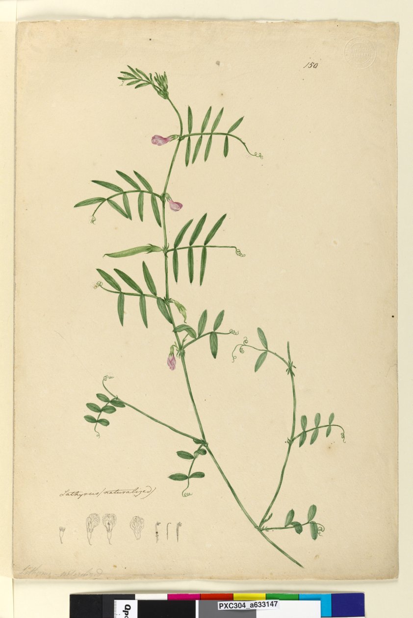 Page 150. Lathyrus，c.1803-06（wc，钢笔，墨水和铅笔） 作者 约翰·威廉·莱温