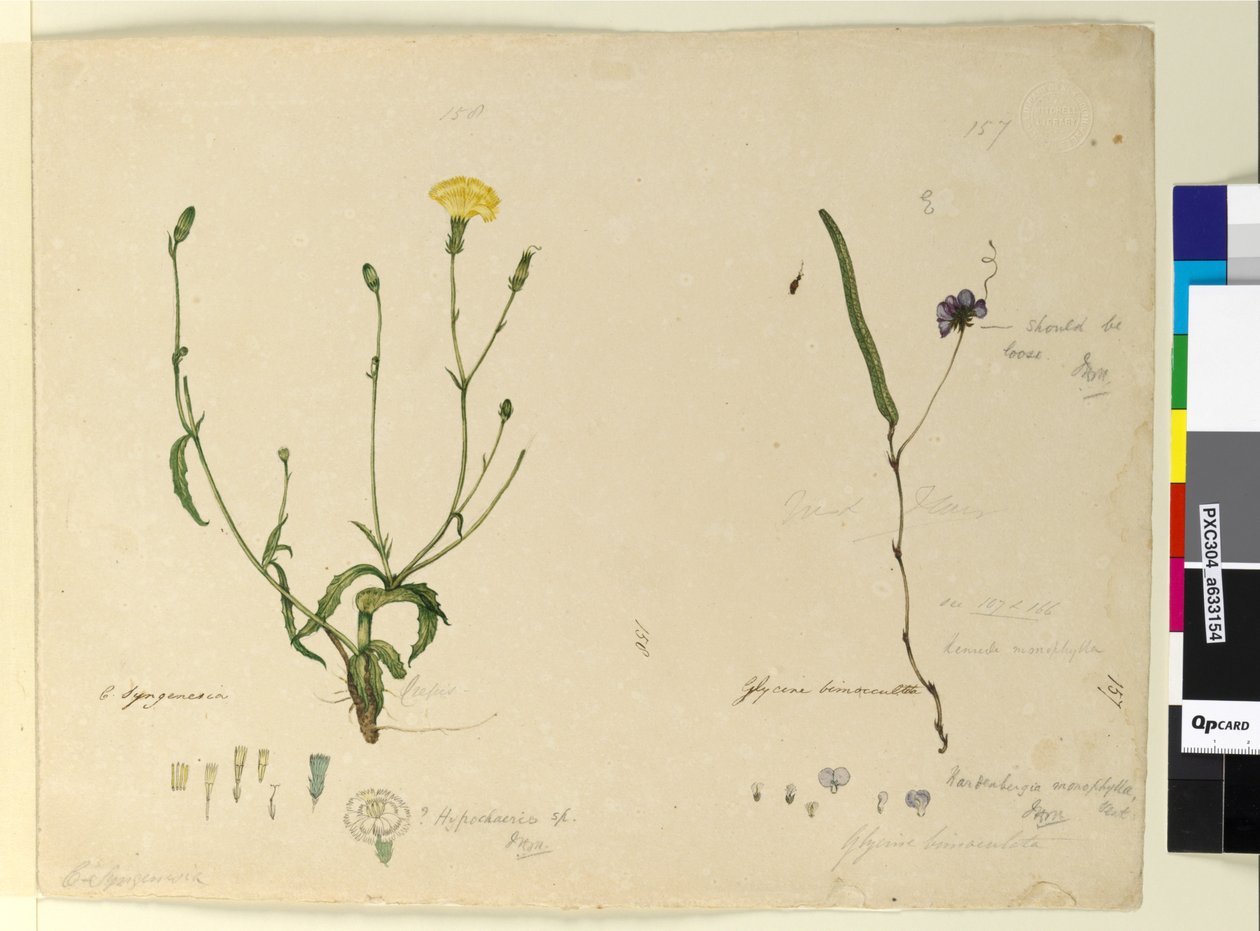 第157. Hardenbergia monophyllaHardenbergia violacea; 158. Hypochaeris，c.1803-06（wc，钢笔，墨水和铅笔） 作者 约翰·威廉·莱温