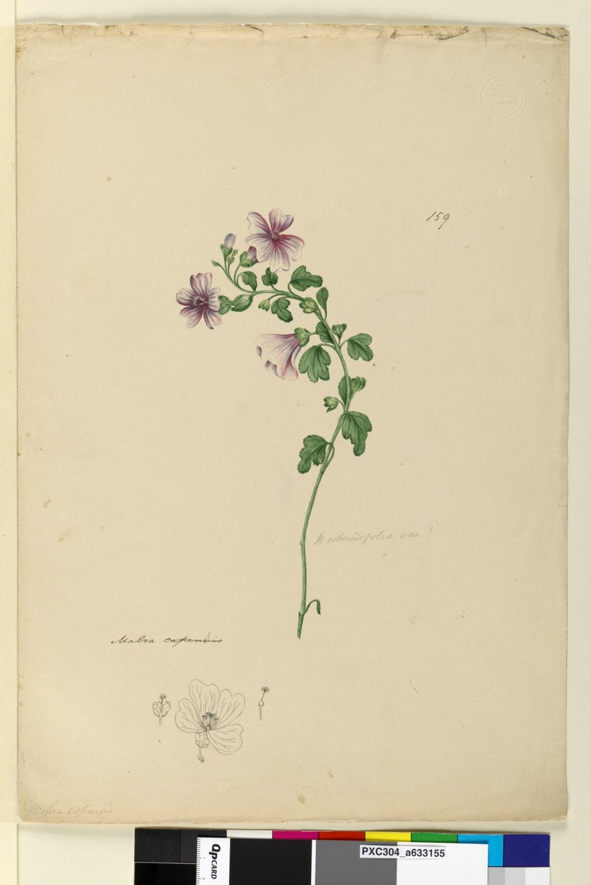 Page 159. Malva capensis，c.1803-06（wc，钢笔，墨水和铅笔） 作者 约翰·威廉·莱温