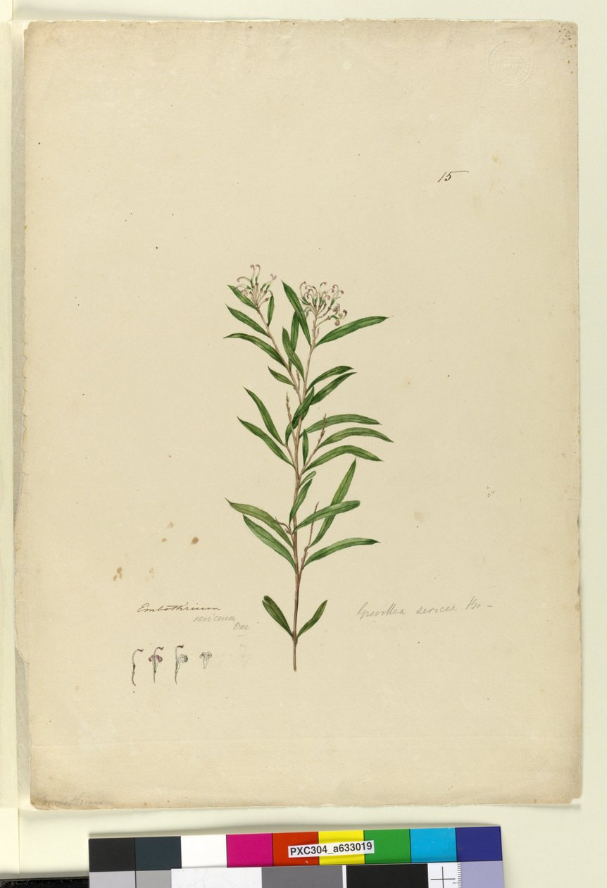 第15页Grevillea sericea，c.1803-06（wc，钢笔，墨水和铅笔） 作者 约翰·威廉·莱温