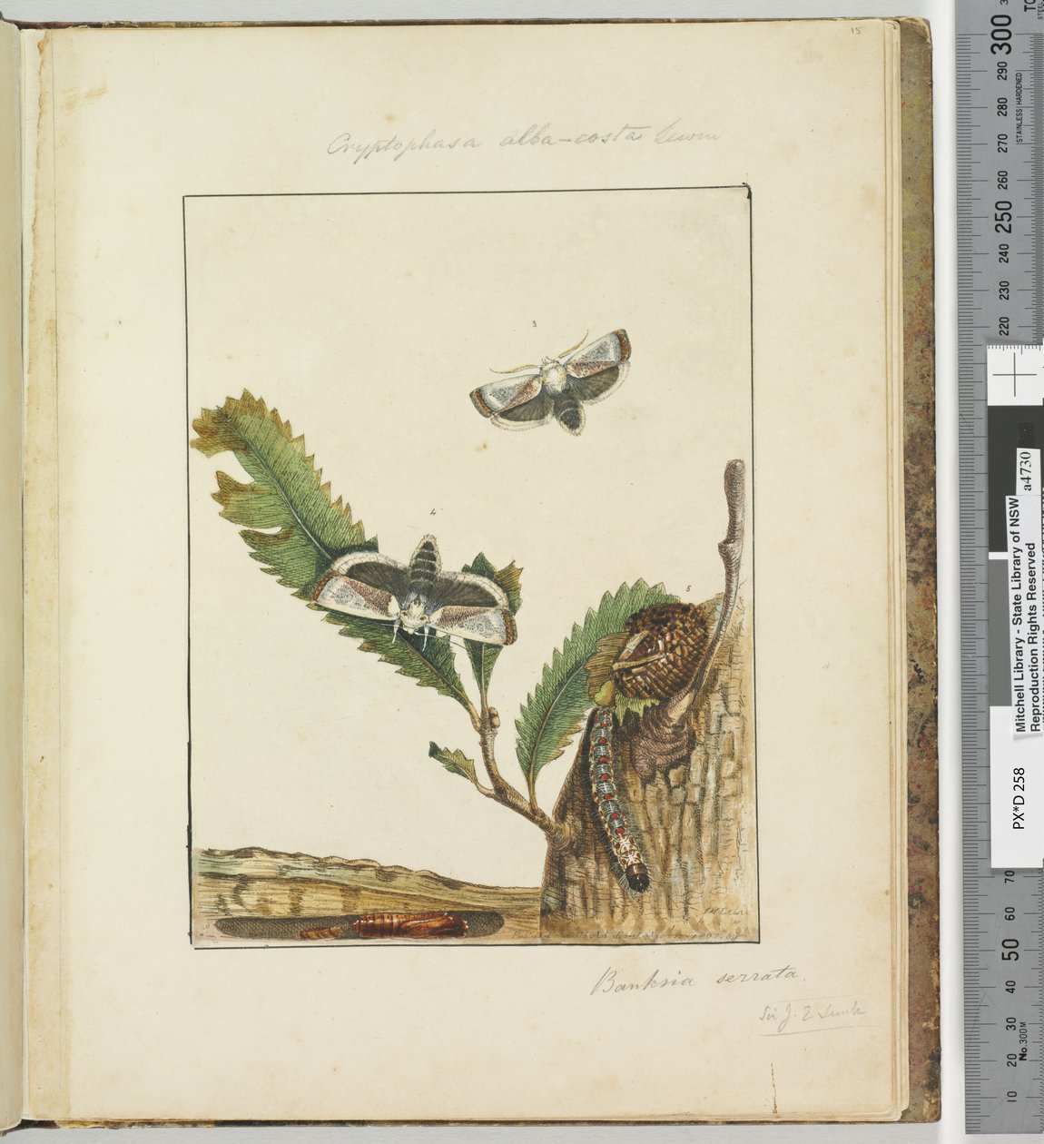 第15页。板4 Cryptophasa alba，costa Lewin，1803-04（手工彩色蚀刻印刷品） 作者 约翰·威廉·莱温