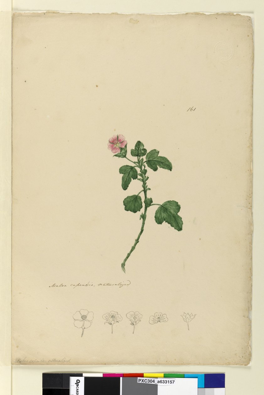 Page 161. Malva capensis，c.1803-06（wc，钢笔，墨水和铅笔） 作者 约翰·威廉·莱温