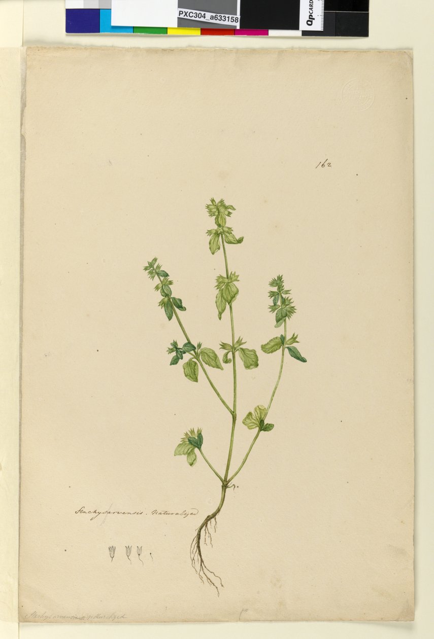 Page 162. Stachys arvensis，c.1803-06（wc，钢笔，墨水和铅笔） 作者 约翰·威廉·莱温