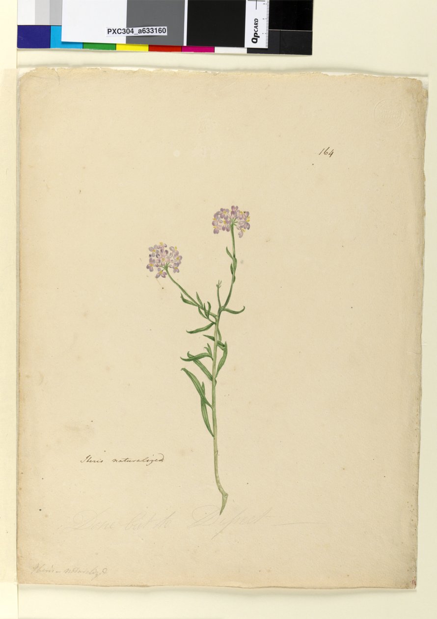 Page 164. Iberis入籍，c.1803-06（wc，钢笔，墨水和铅笔） 作者 约翰·威廉·莱温