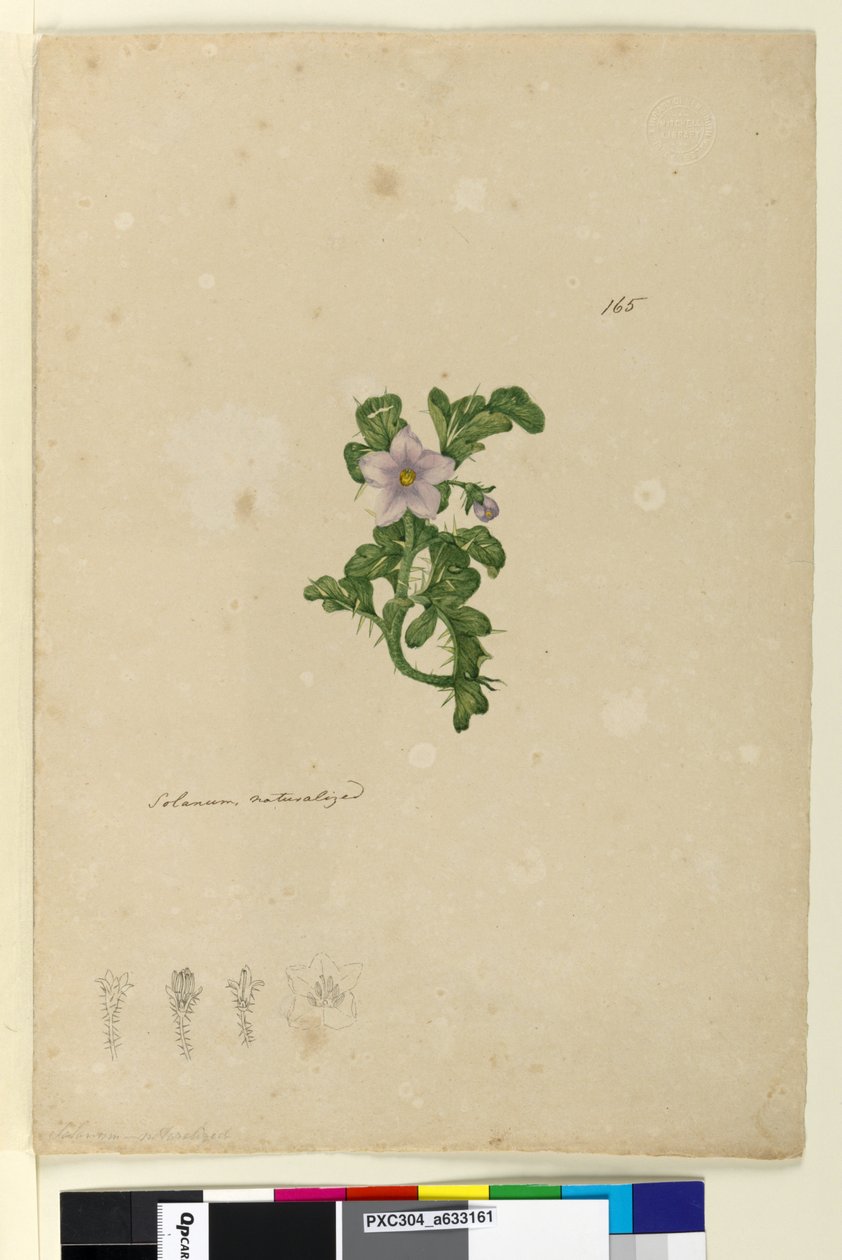 Page 165. Solanum归化，c.1803-06（wc，钢笔，墨水和铅笔） 作者 约翰·威廉·莱温