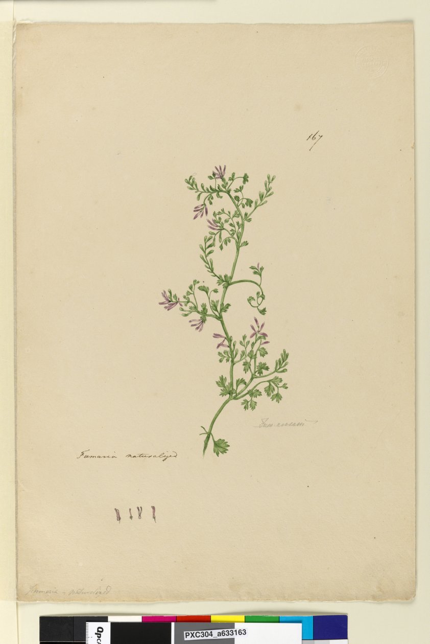 Page 167. Fumaria入籍，c.1803-06（wc，钢笔，墨水和铅笔） 作者 约翰·威廉·莱温