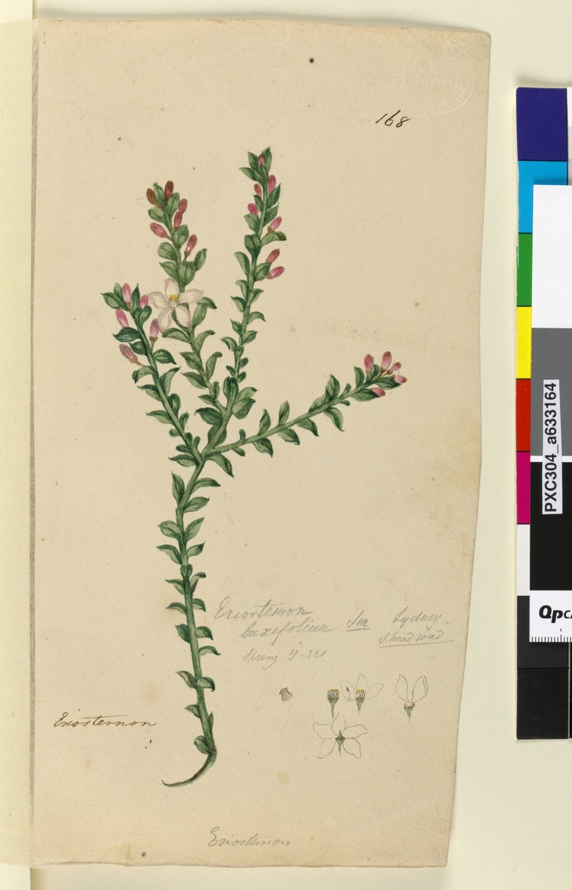 Page 168. Eriostemon buxifolium，c.1803-06（wc，钢笔，墨水和铅笔） 作者 约翰·威廉·莱温