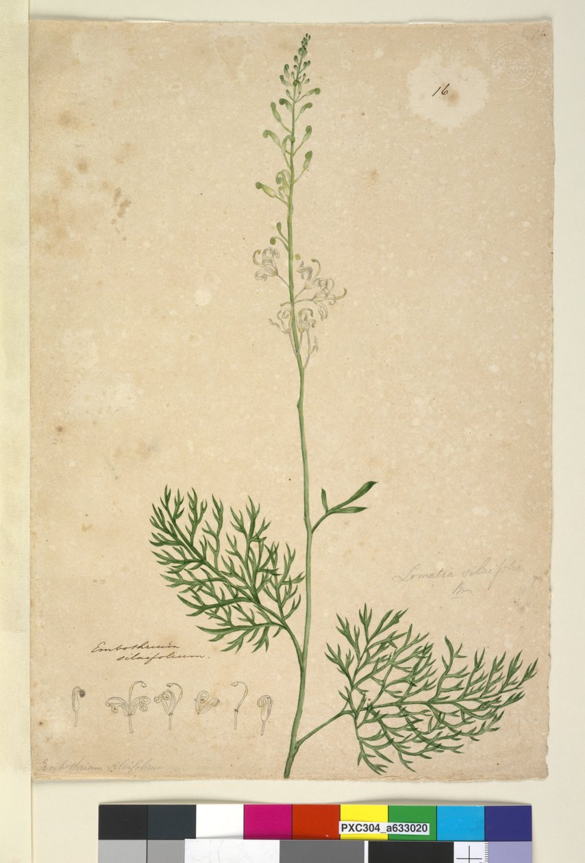 第16页Lomatia silaifolia，c.1803-06（wc，钢笔，墨水和铅笔） 作者 约翰·威廉·莱温