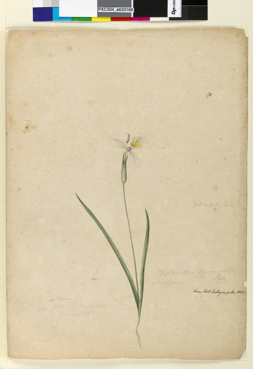 Page 170. Diplarrhena moraea，c.1803-06（wc，钢笔，墨水和铅笔） 作者 约翰·威廉·莱温