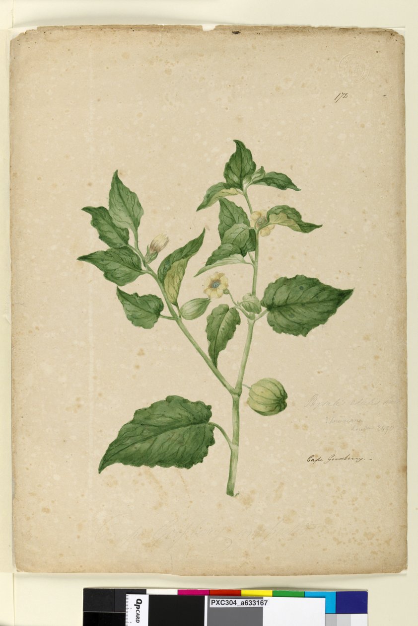Page 172. Physalis edulis，c.1803-06（wc，钢笔，墨水和铅笔） 作者 约翰·威廉·莱温