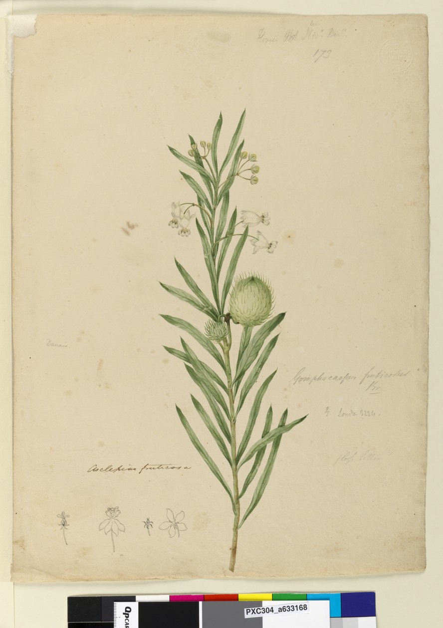 Page 173. Asclepias fruticosa，c.1803-06（wc，钢笔，墨水和铅笔） 作者 约翰·威廉·莱温