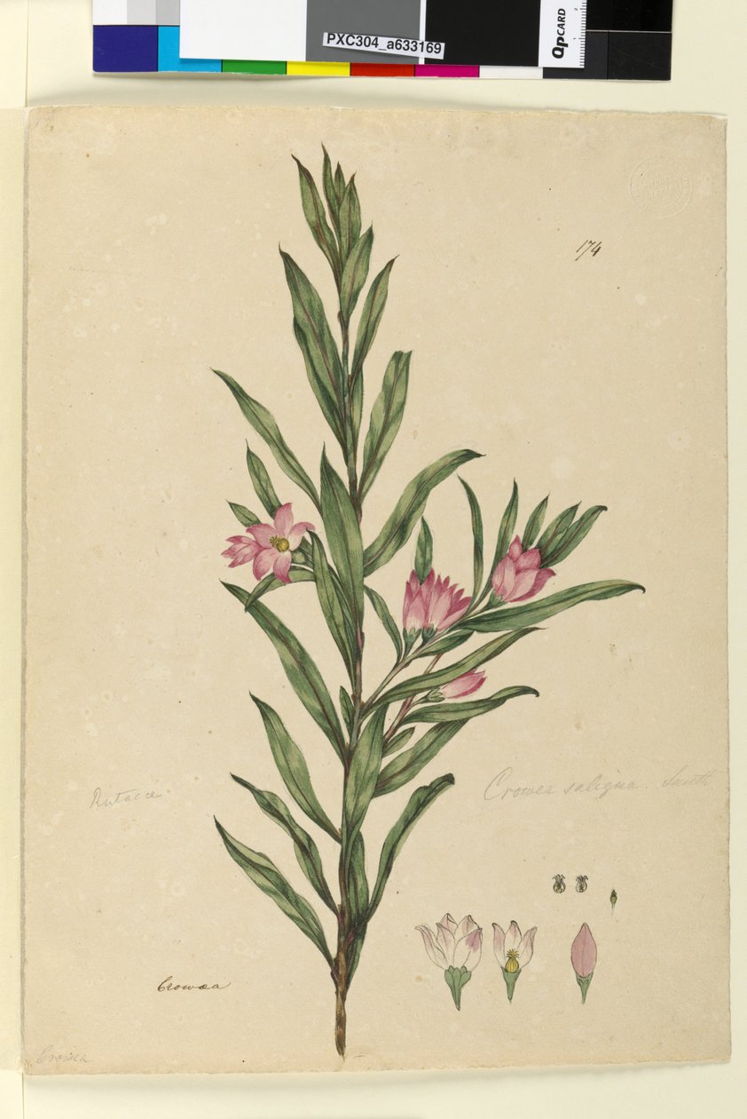 Page 174. Crowea saligna，c.1803-06（wc，钢笔，墨水和铅笔） 作者 约翰·威廉·莱温