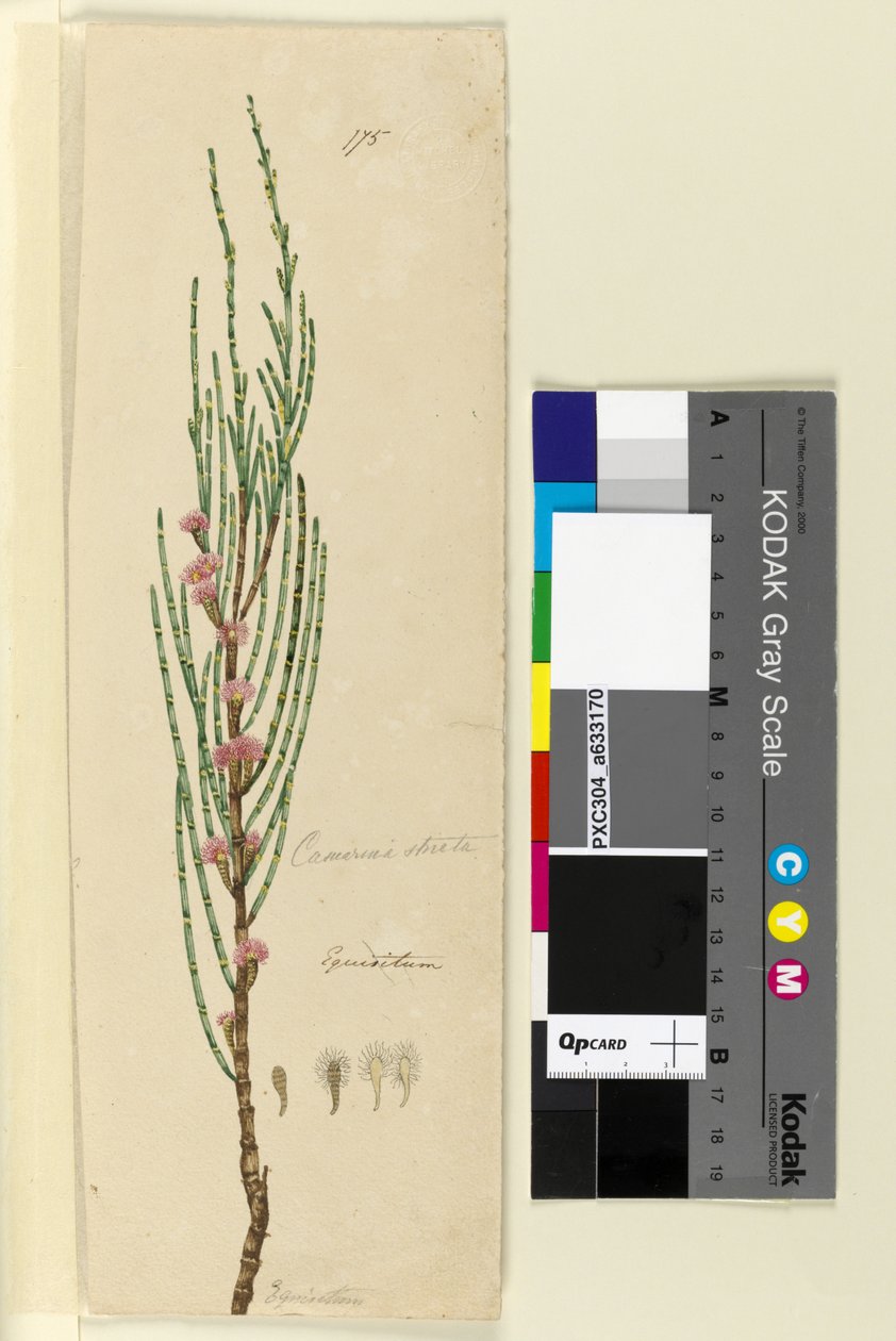 Page 175. Casuarina stricta Allocasuarina verticillata，c.1803-06（wc，钢笔，墨水和铅笔） 作者 约翰·威廉·莱温
