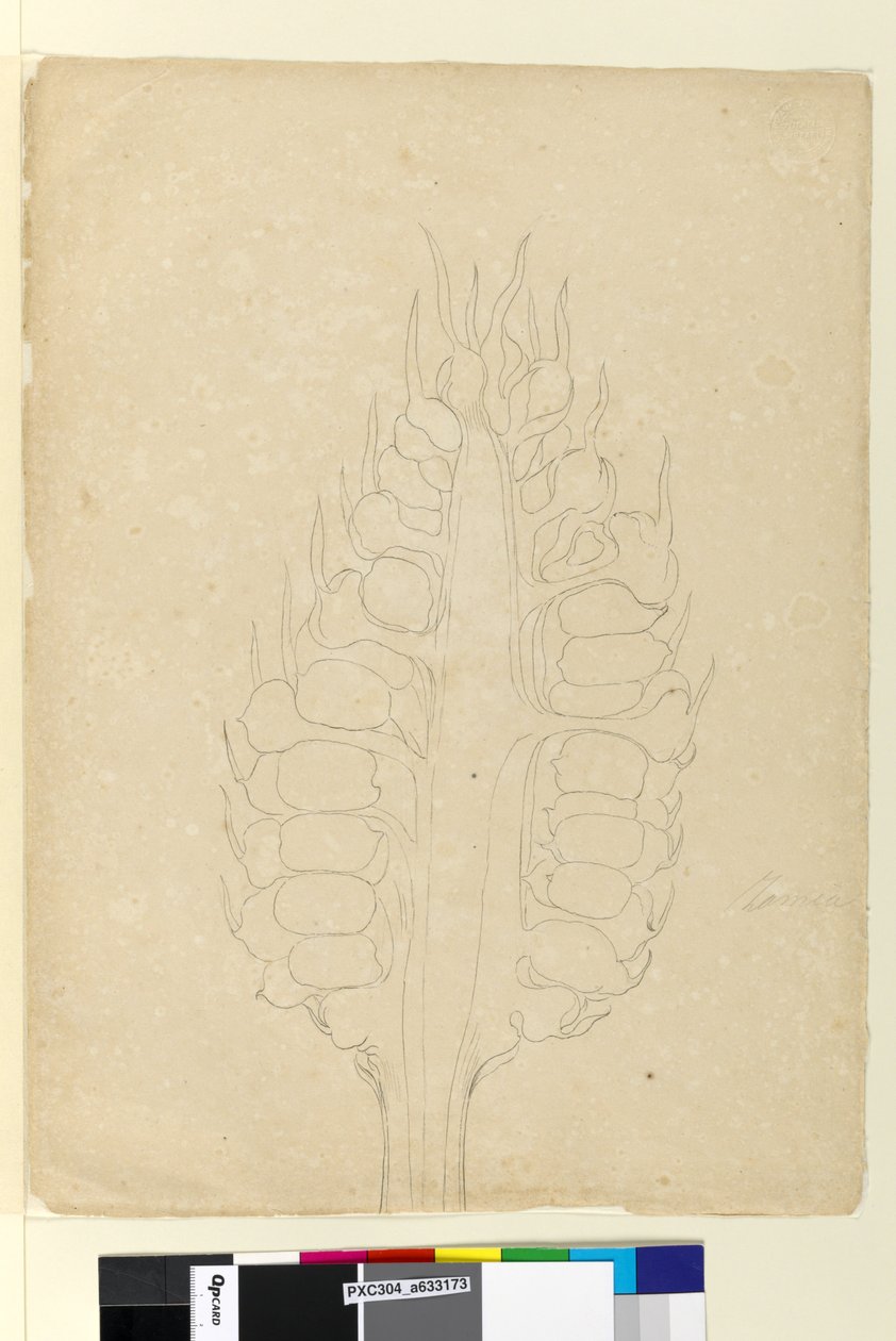 页面178a。 Zamia，c.1803-06（wc，钢笔，墨水和铅笔） 作者 约翰·威廉·莱温