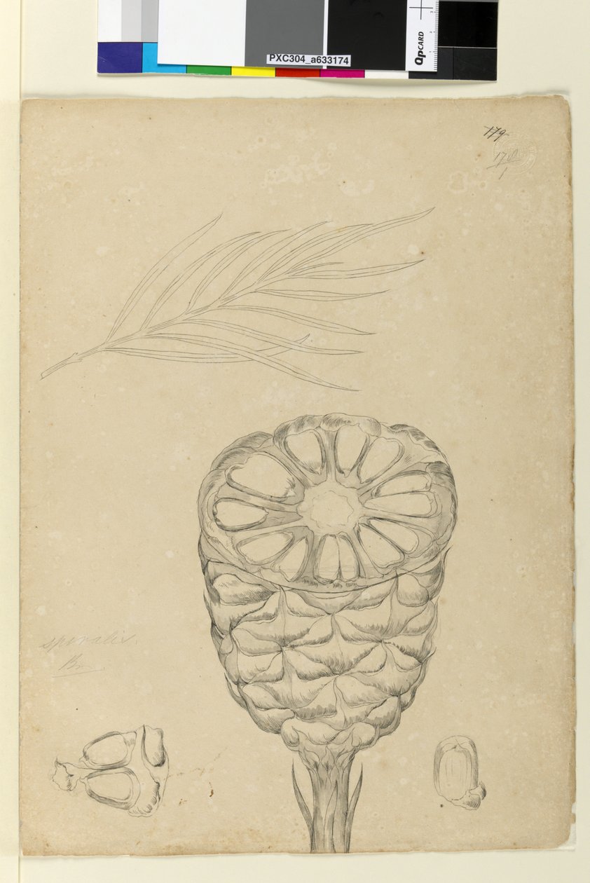 页面178b。 Spiralis，c.1803-06（wc，钢笔，墨水和铅笔） 作者 约翰·威廉·莱温