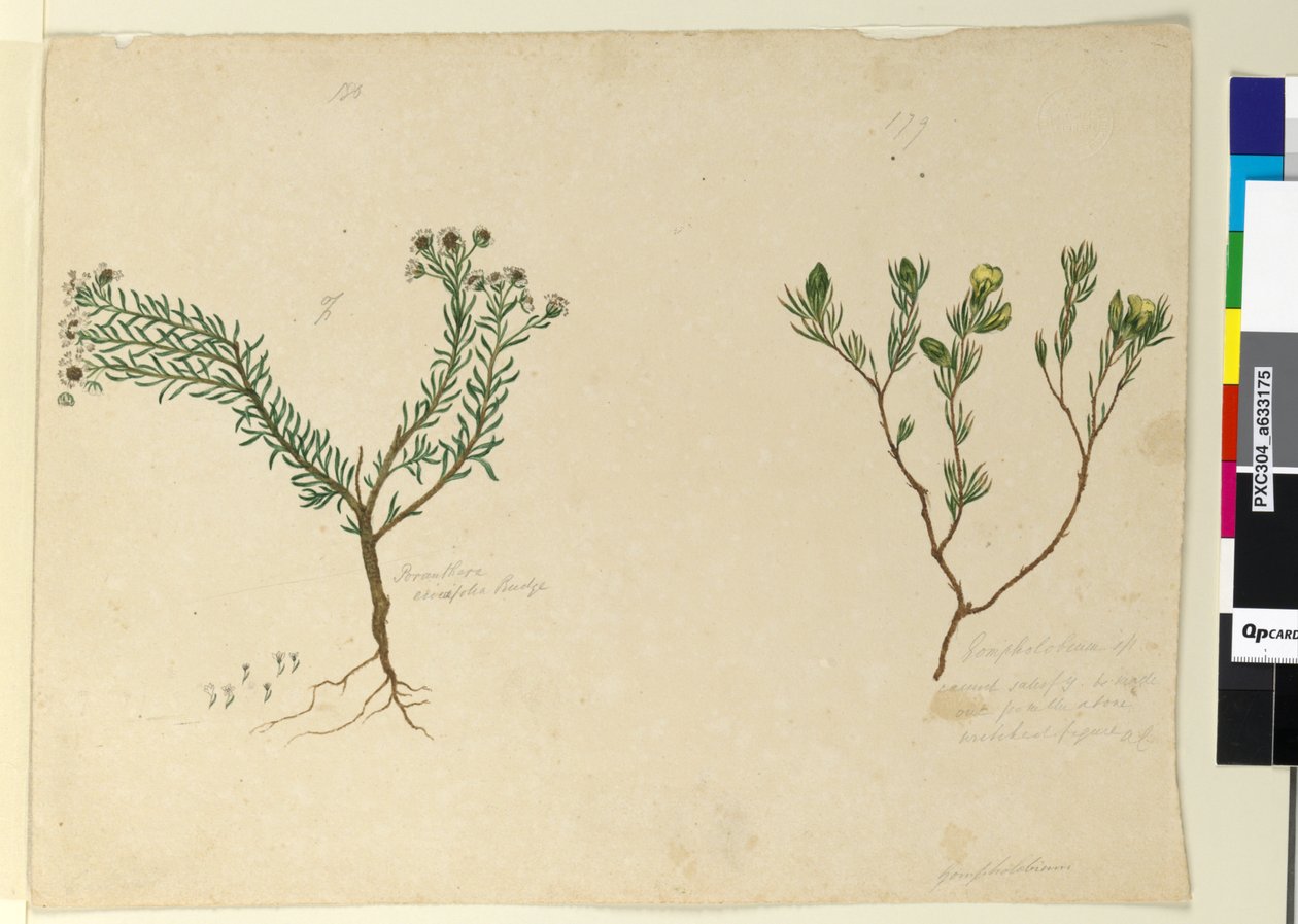 第179.页Gompholobium; 180. Poranthera ericafolia，c.1803-06（wc，钢笔，墨水和铅笔） 作者 约翰·威廉·莱温