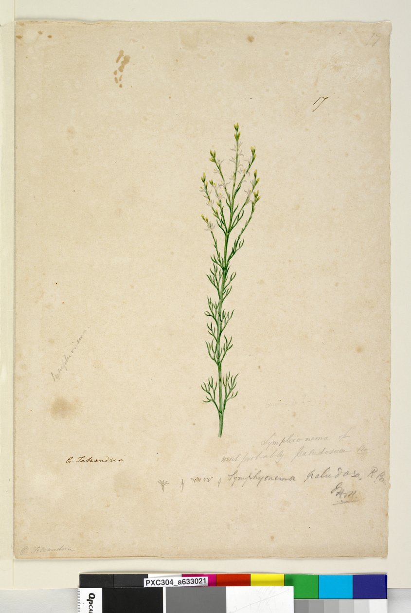 Page 17. Symphionema paludosum，c.1803-06（wc，钢笔，墨水和铅笔） 作者 约翰·威廉·莱温