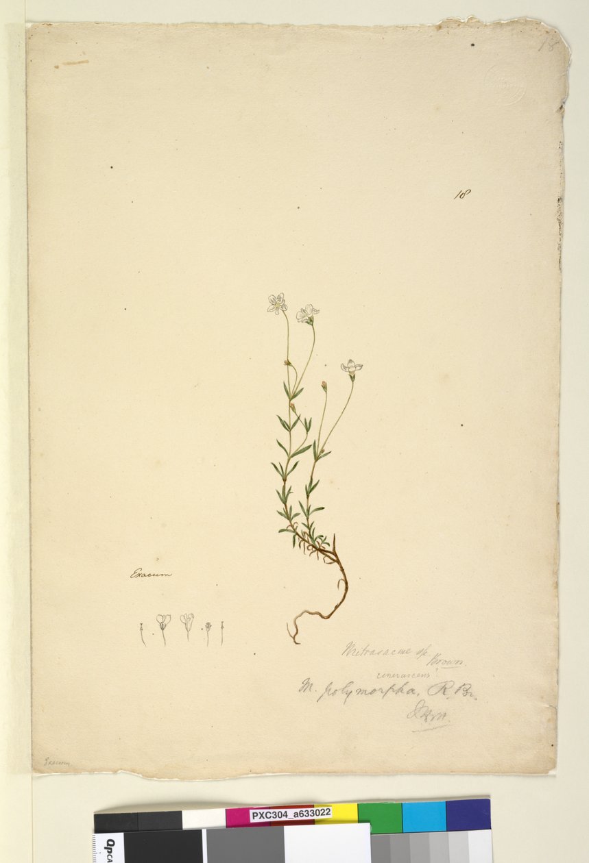 第18页.Mitrasacme polymorpha，c.1803-06（wc，笔，墨水和铅笔） 作者 约翰·威廉·莱温