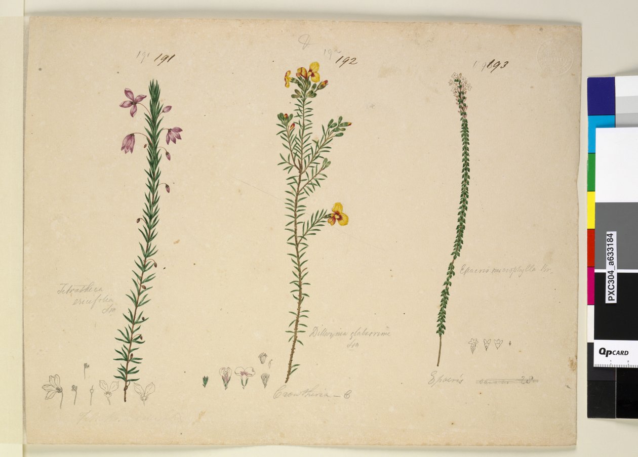 Page 191. Tetratheca ericifolia; 192. Dillwynia glaberrima; 193. Epacris microphylla，c.1803-06（wc，钢笔，墨水和铅笔） 作者 约翰·威廉·莱温