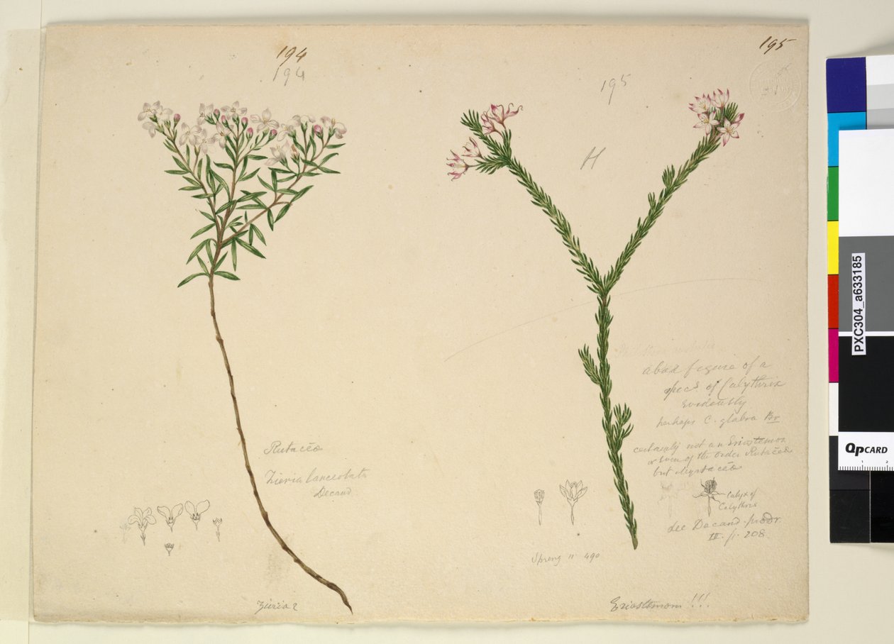 第194. Zieria lanceolata Zieria smithii; 195.一种Calythrix物种的坏人物......，c.1803-06（wc，钢笔，墨水和铅笔） 作者 约翰·威廉·莱温