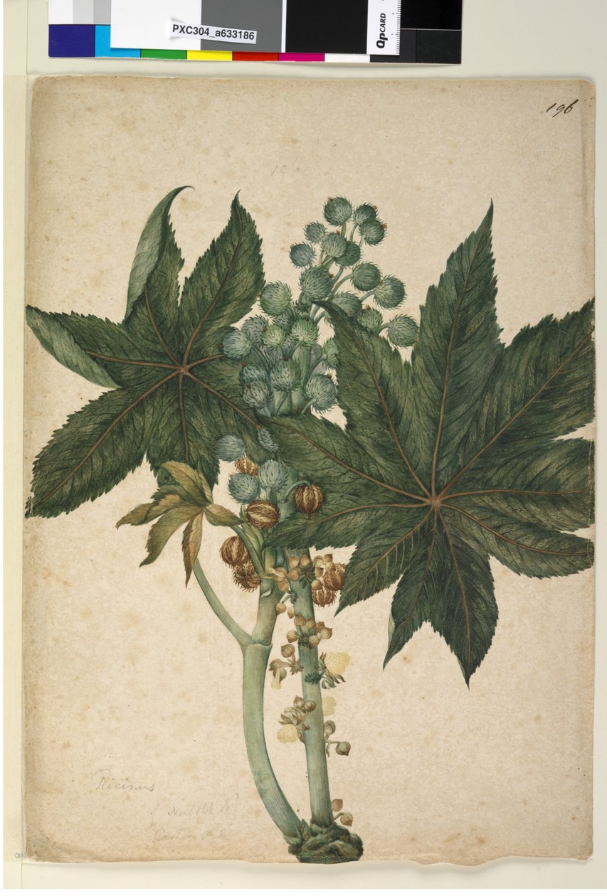 Page 196. Ricinus Ricinus communis，c.1803-06（wc，钢笔，墨水和铅笔） 作者 约翰·威廉·莱温
