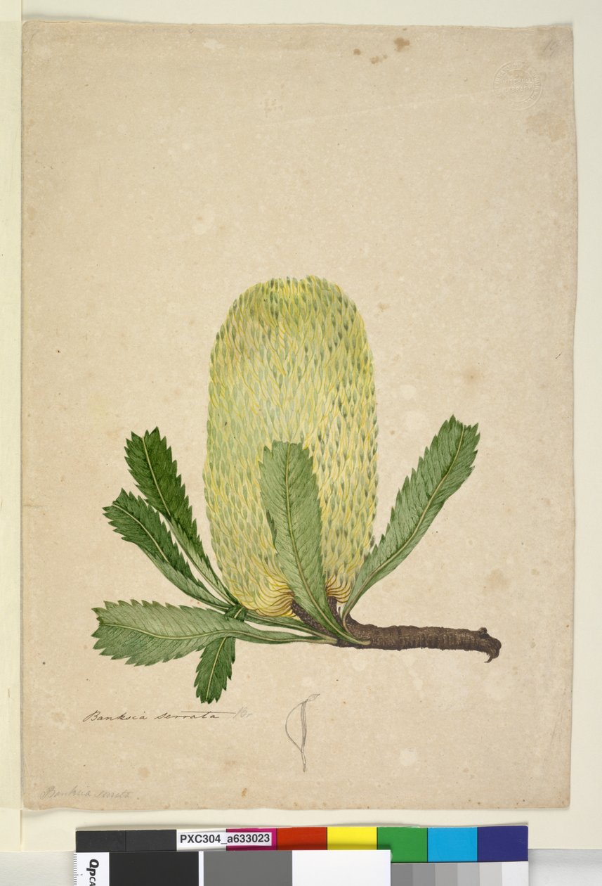 第19页Banksia serrata，c.1803-06（wc，钢笔，墨水和铅笔） 作者 约翰·威廉·莱温