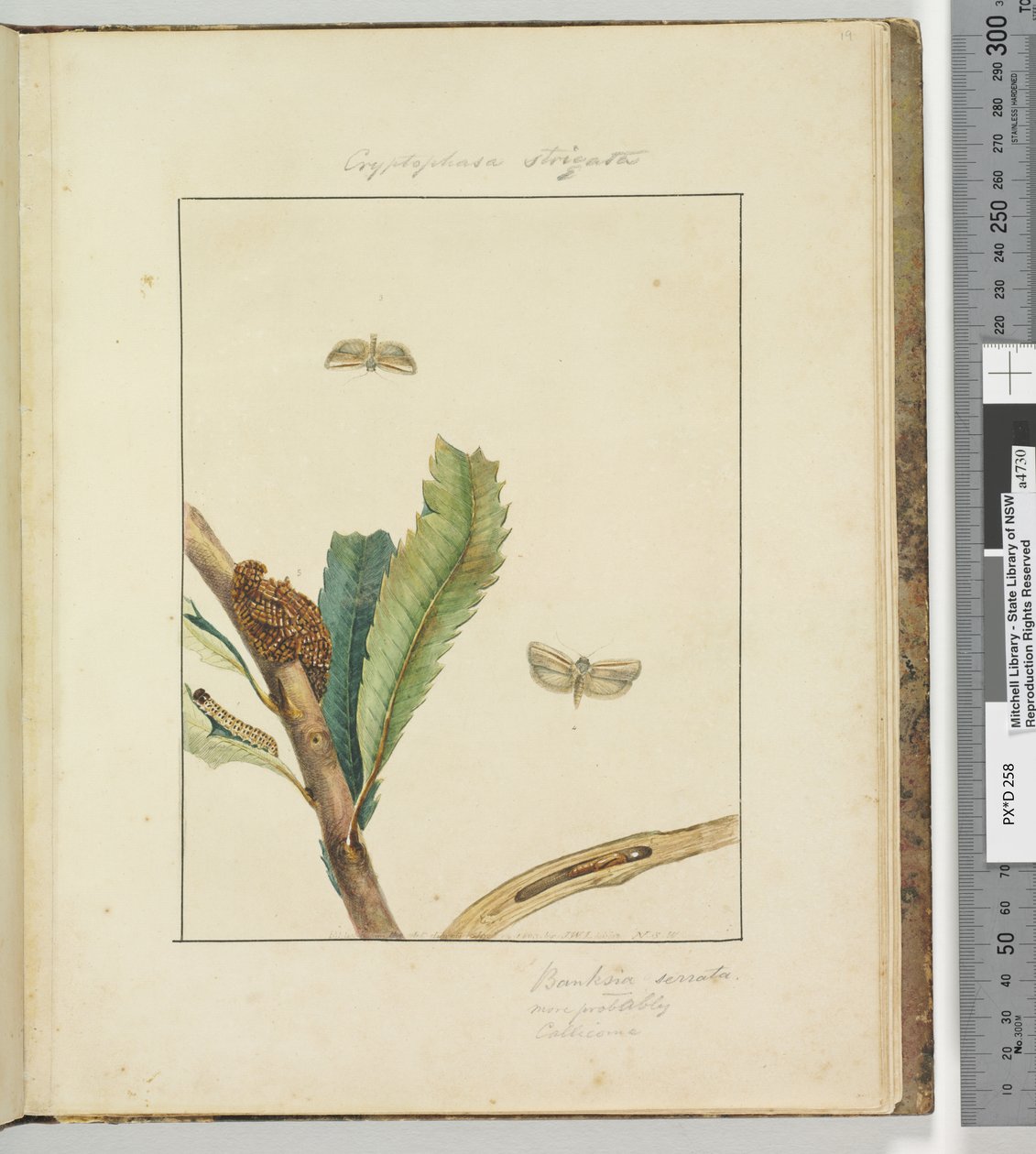 第19页。板5 Cryptophasa Strigata，1803-04（手工彩色蚀刻印刷品） 作者 约翰·威廉·莱温