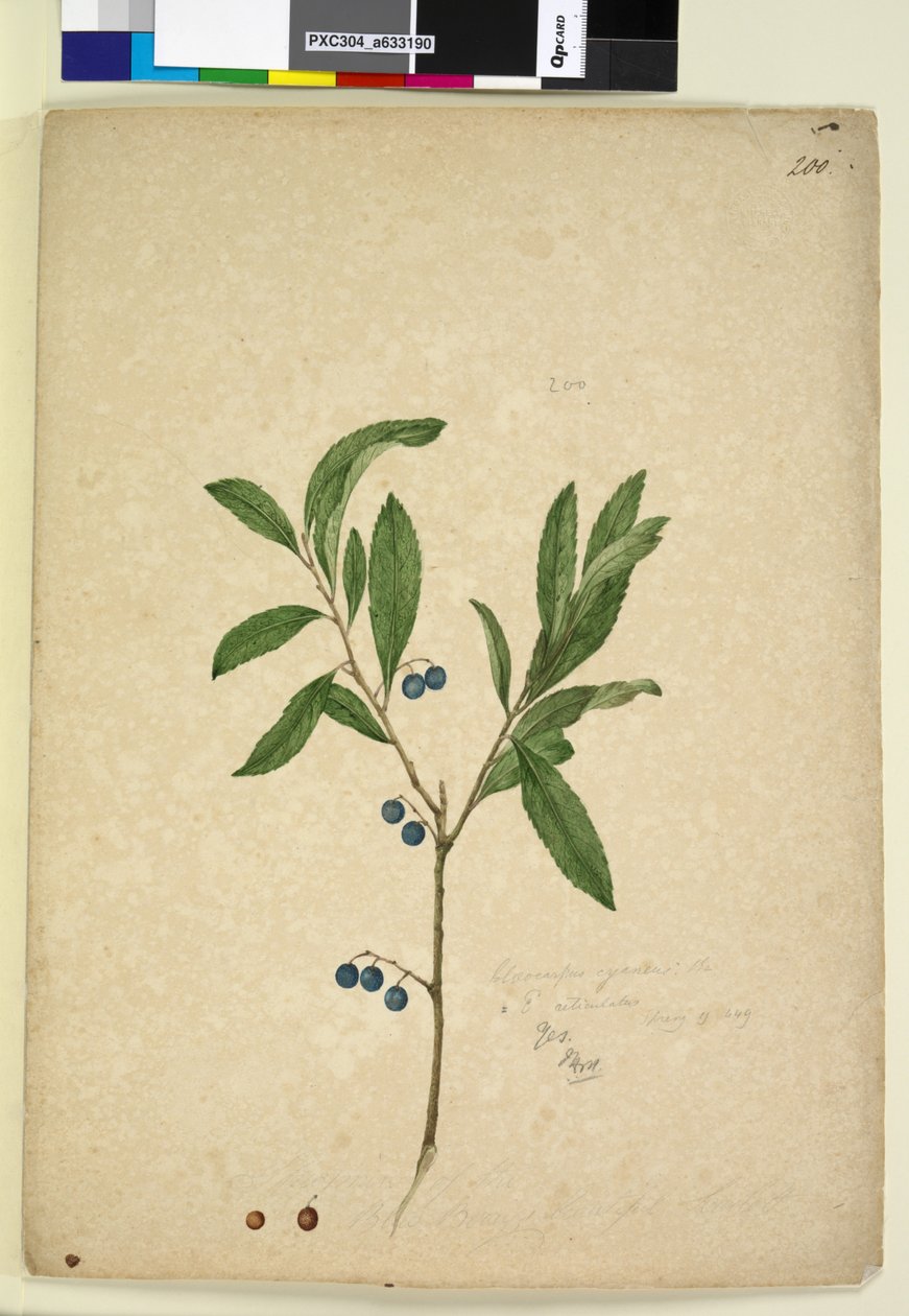 Page 200. Elaeocarpus reticulatus，c.1803-06（wc，钢笔，墨水和铅笔） 作者 约翰·威廉·莱温
