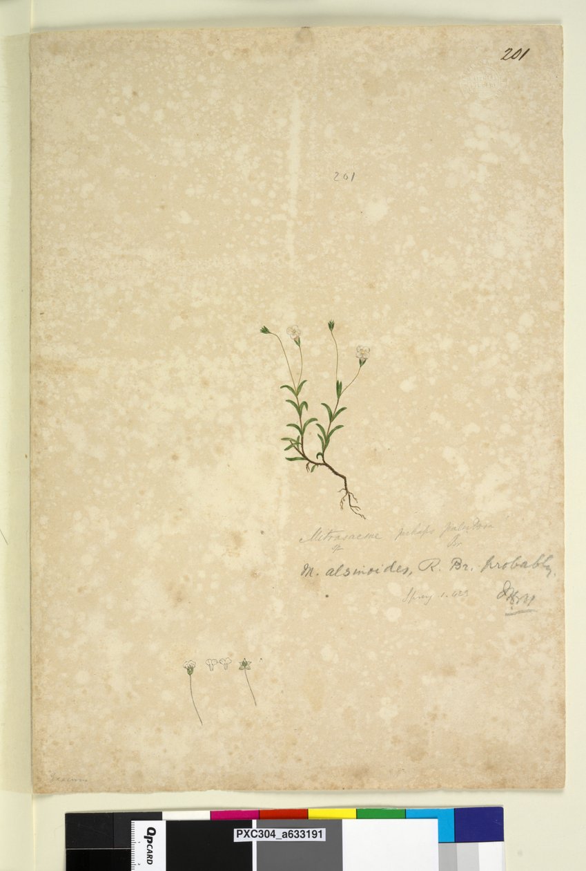 Page 201. Mitrasacme alsinoides，c.1803-06（wc，钢笔，墨水和铅笔） 作者 约翰·威廉·莱温