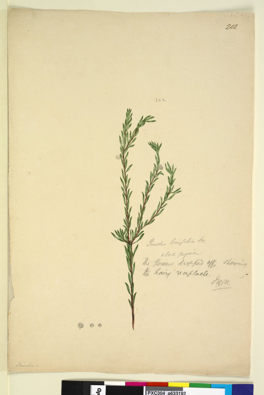 Page 202. Pimelia linifolia，c.1803-06（wc，钢笔，墨水和铅笔） 作者 约翰·威廉·莱温